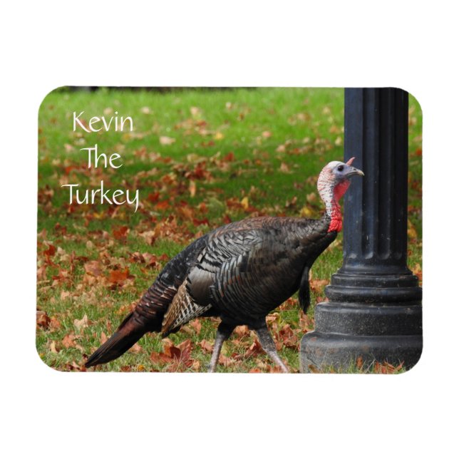 Kevin The Turkey - Old Wethersfield, CT Magnet (Horisontell)