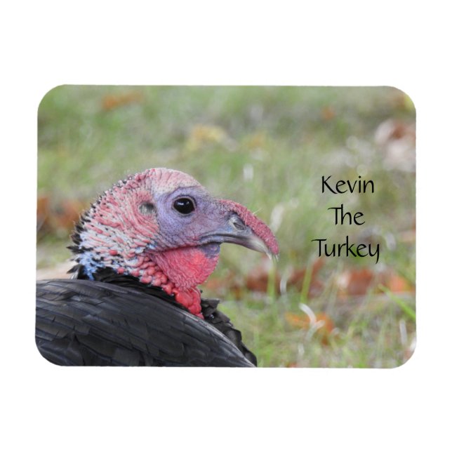 Kevin The Turkey - Old Wethersfield, CT Magnet (Horisontell)