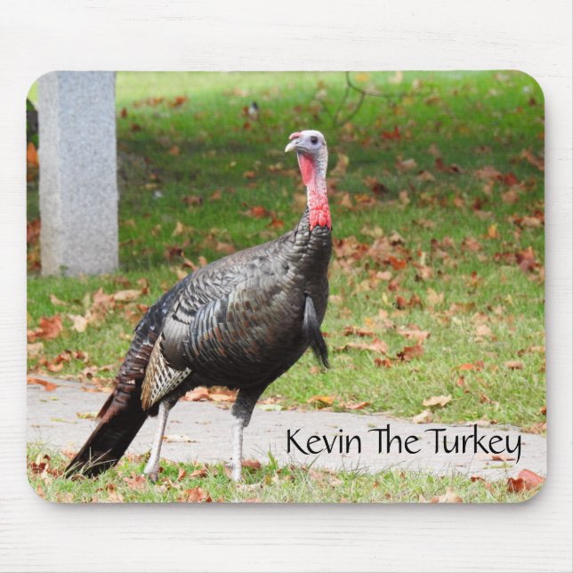 Kevin the Turkey - Old Wethersfield, CT Musmatta (Framsidan)