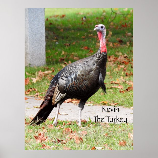 Kevin The Turkey - Old Wethersfield, CT Poster (Framsidan)