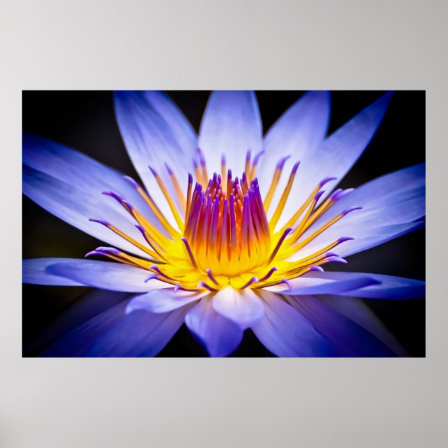 Kew Gardens Waterlily, London Poster (Framsidan)