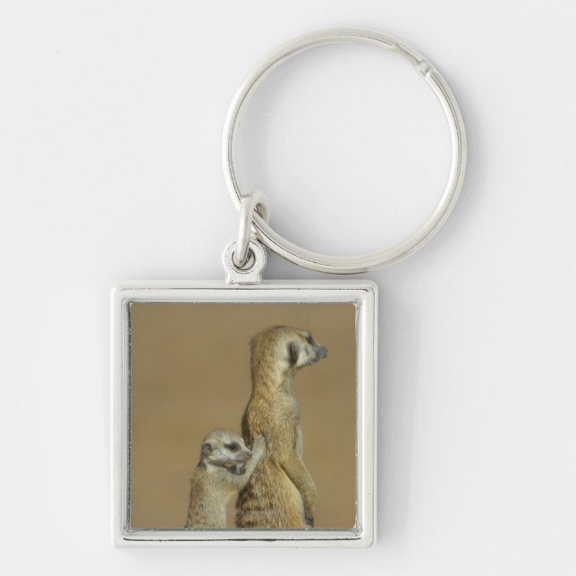 Kgalagadi nationalpark, Botswana, afrika Fyrkantig Silverfärgad Nyckelring (Framsidan)