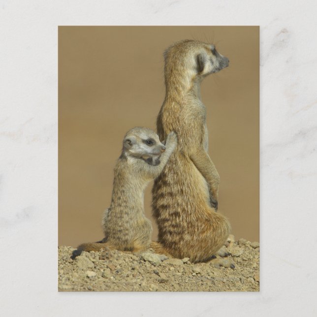 Kgalagadi nationalpark, Botswana, Afrika Vykort (Framsida)