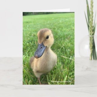 Khaki Appleyard Duckling Kort