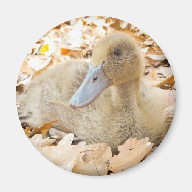Khaki Campbell Duckling Refrigerator Magnet (Framsidan)