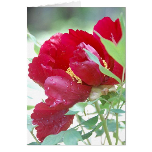 Khanh Hälsningskort (Framsidan)