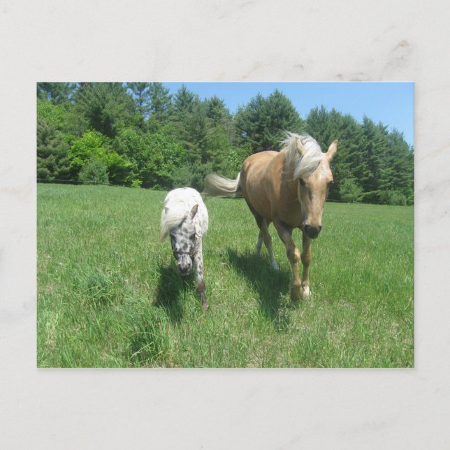 Khrysta och Pengarar Vykort (Framsida)