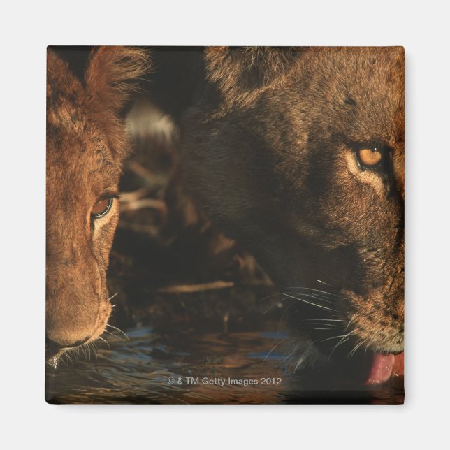 Khwai River, Moremi Wildlife Reserve, Botswana Magnet (Framsidan)