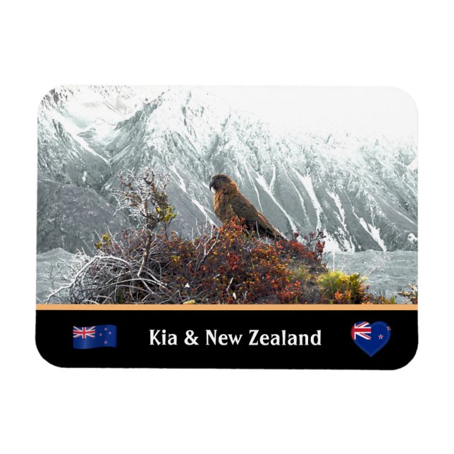 Kia Parrot & Berömd Birds, Trekking /Nya Zeeland Magnet (Horisontell)
