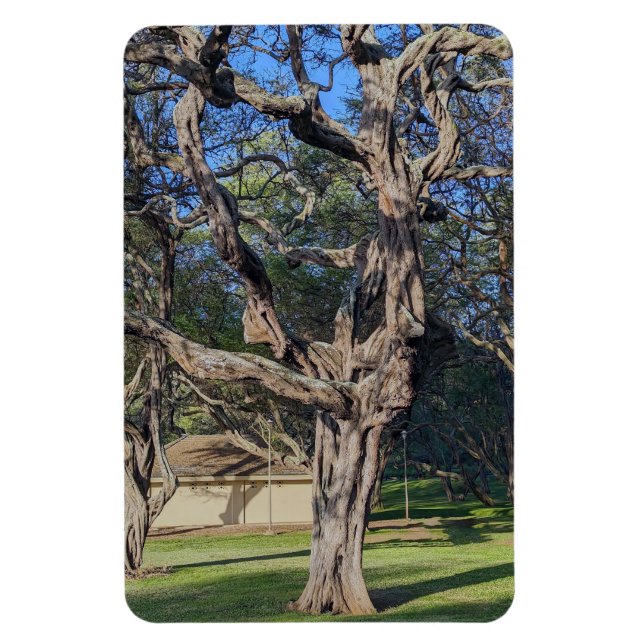 Kiawe Träd Photo Magnet (Vertikal)