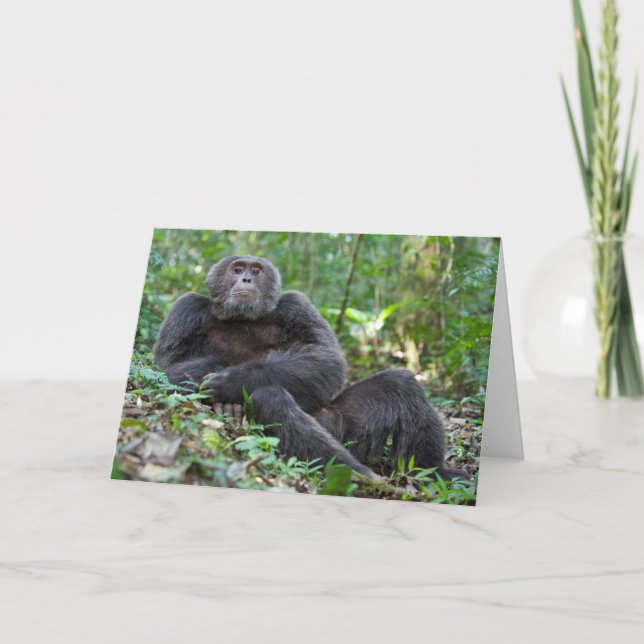 Kibale Chimpanzee Greeting Card - "Lanjo" Kort (Framsida)