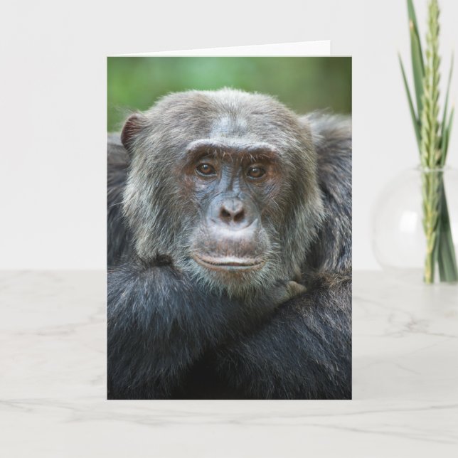 Kibale Chimpanzee Greeting Card - Male porträtt Kort (Framsida)