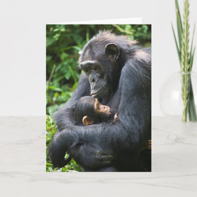 Kibale Chimpanzee Greeting Card - "Mamma Umbrella" Kort (Framsida)