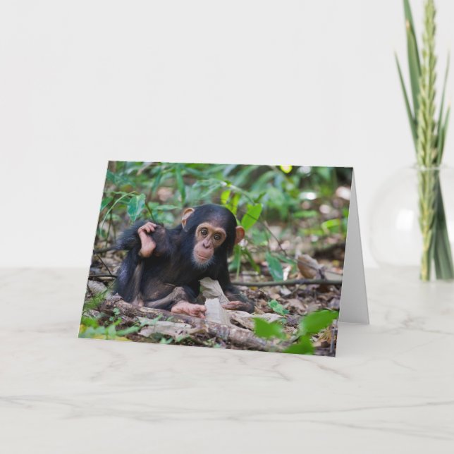 Kibale Chimpanzee Greeting Card - Quiver Kort (Framsida)