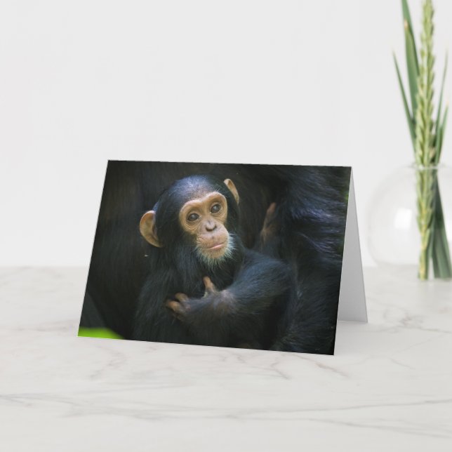 Kibale Chimpanzee Infant Greeting Card Kort (Framsida)