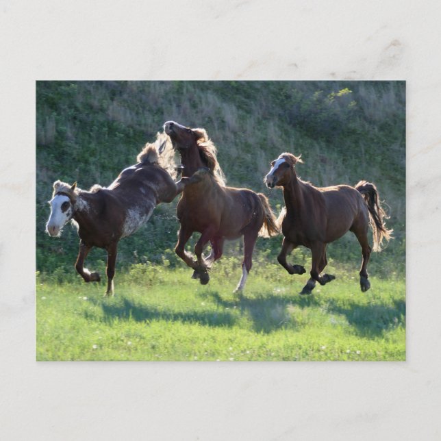 Kickinghäst Vykort (Framsida)