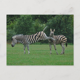 Kickzebra-vykort Vykort