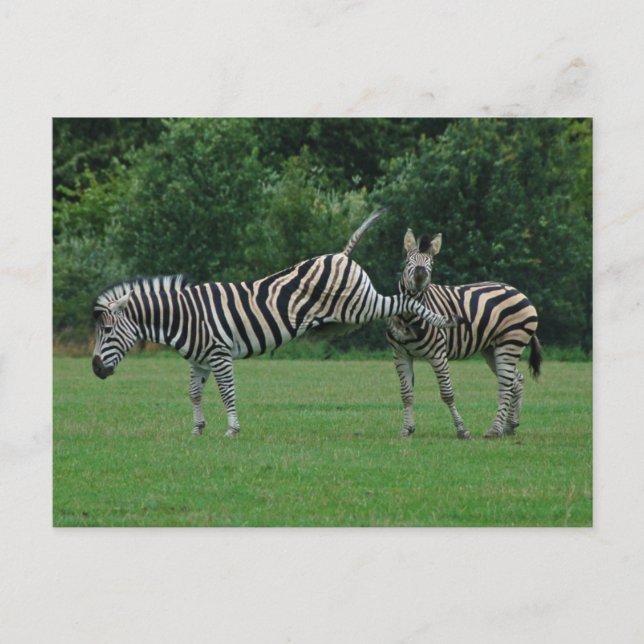 Kickzebra-vykort Vykort (Framsida)