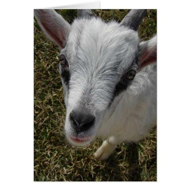 Kid från Alpine Billy Hälsningskort (Framsidan)