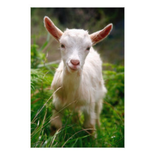 Kid Goat Fototryck