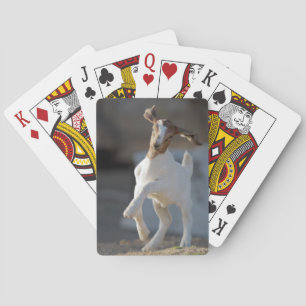 Kid Goat Spela Casinokort