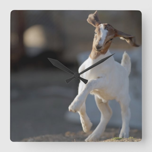 Kid Goat Spela Fyrkantig Klocka (Framsida)