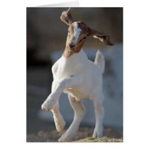 Kid Goat Spela Hälsningskort