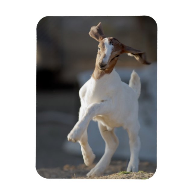 Kid Goat Spela Magnet (Vertikal)