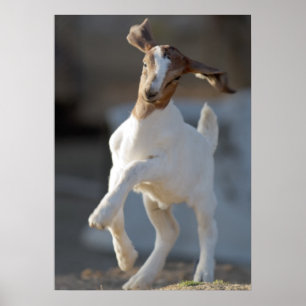 Kid Goat Spela Poster