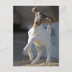 Kid Goat Spela Vykort