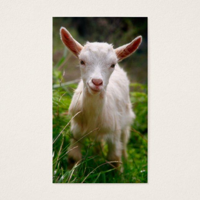 Kid Goat Visitkort (Framsidan)