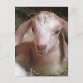 Kid Goat vykort