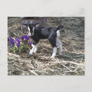 Kid med namnet Flower vycard Vykort