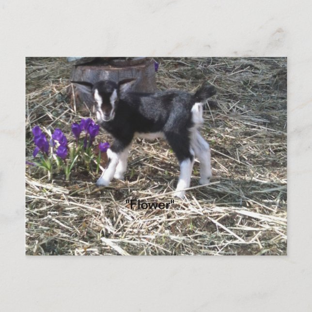 Kid med namnet Flower vycard Vykort (Framsida)