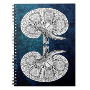 KIDNEY 2 TECKNING ANTECKNINGSBOK