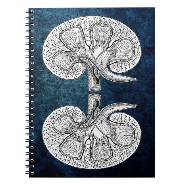 KIDNEY 2 TECKNING ANTECKNINGSBOK (Framsidan)