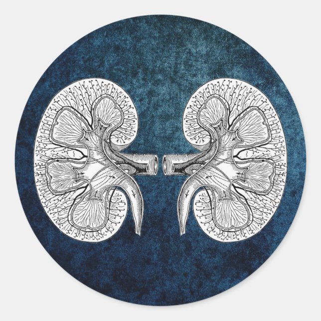 KIDNEY 2 TECKNING RUNT KLISTERMÄRKE (Framsida)