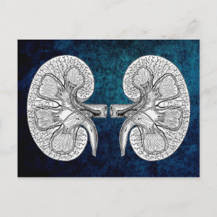 KIDNEY 2 TECKNING VYKORT