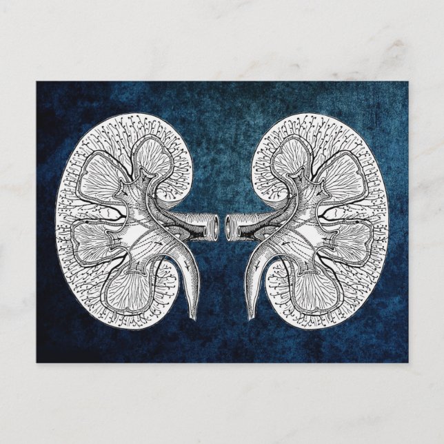 KIDNEY 2 TECKNING VYKORT (Framsida)