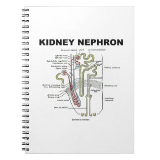 Kidney Nephron (Gråttets Anatomy Texbook) Anteckningsbok Med Spiral