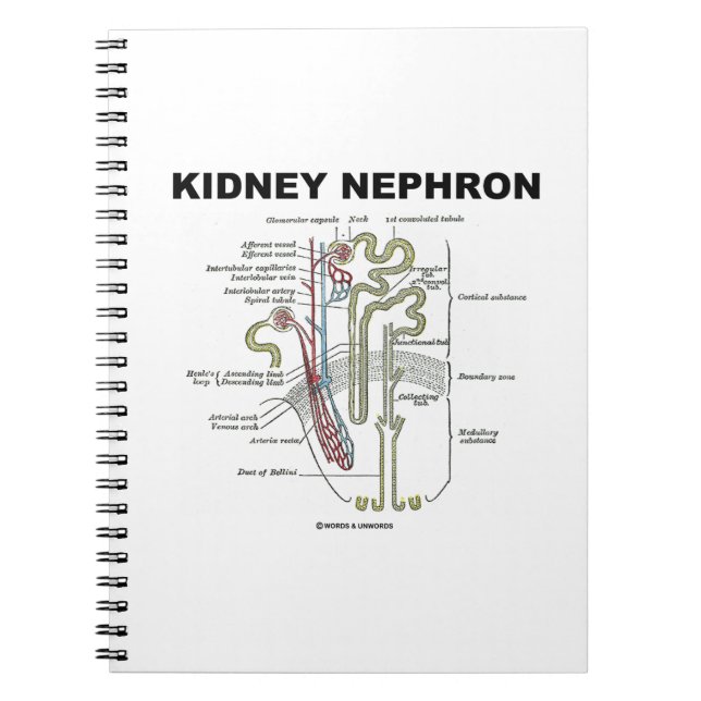 Kidney Nephron (Gråttets Anatomy Texbook) Anteckningsbok Med Spiral (Framsidan)