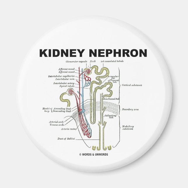 Kidney Nephron Magnet (Framsidan)