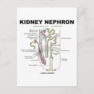 Kidney Nephron Vykort