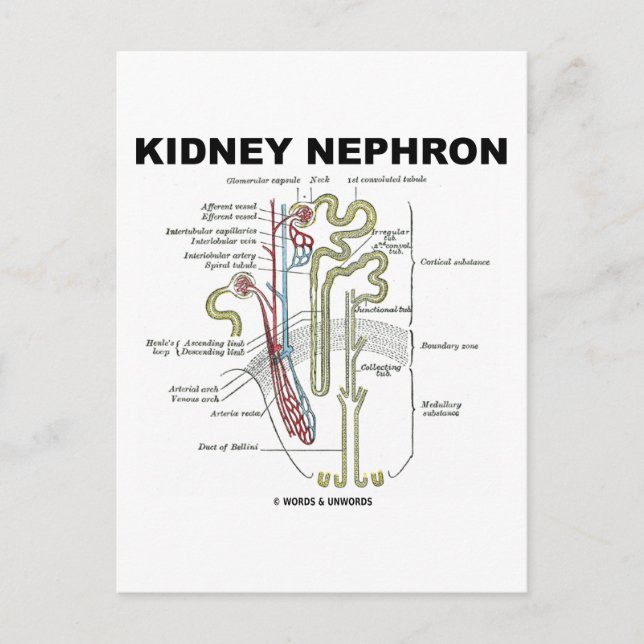 Kidney Nephron Vykort (Framsida)