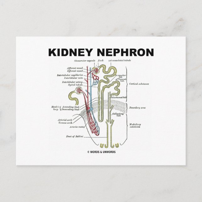 Kidney Nephron Vykort (Framsida)