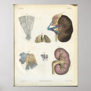 Kidney Vintage Anatomy Print Poster