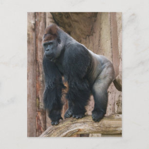 Kidogo Silverback Striking a Pose på en logg Vykort
