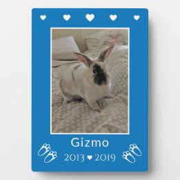 Kids Pet Bunny Rabbit Loss | Blåfoto-PM