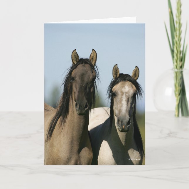 Kiger Mustang Horses ständiga hörlurar Kort (Framsida)