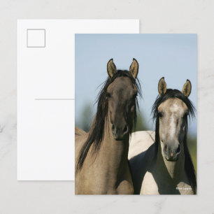 Kiger Mustang Horses ständiga hörlurar Vykort